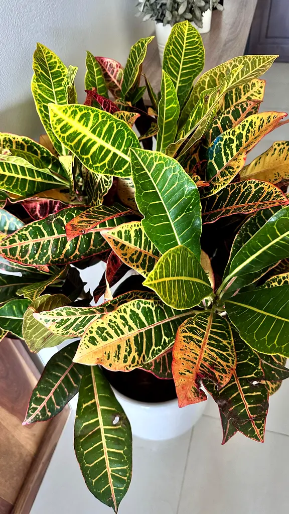 110cm Tall Red Leaf Fire Croton Indoor Plant with Sand Color Nude Pot