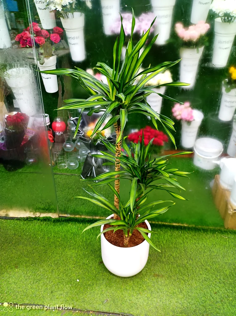 Dracaena plant63219824380034111