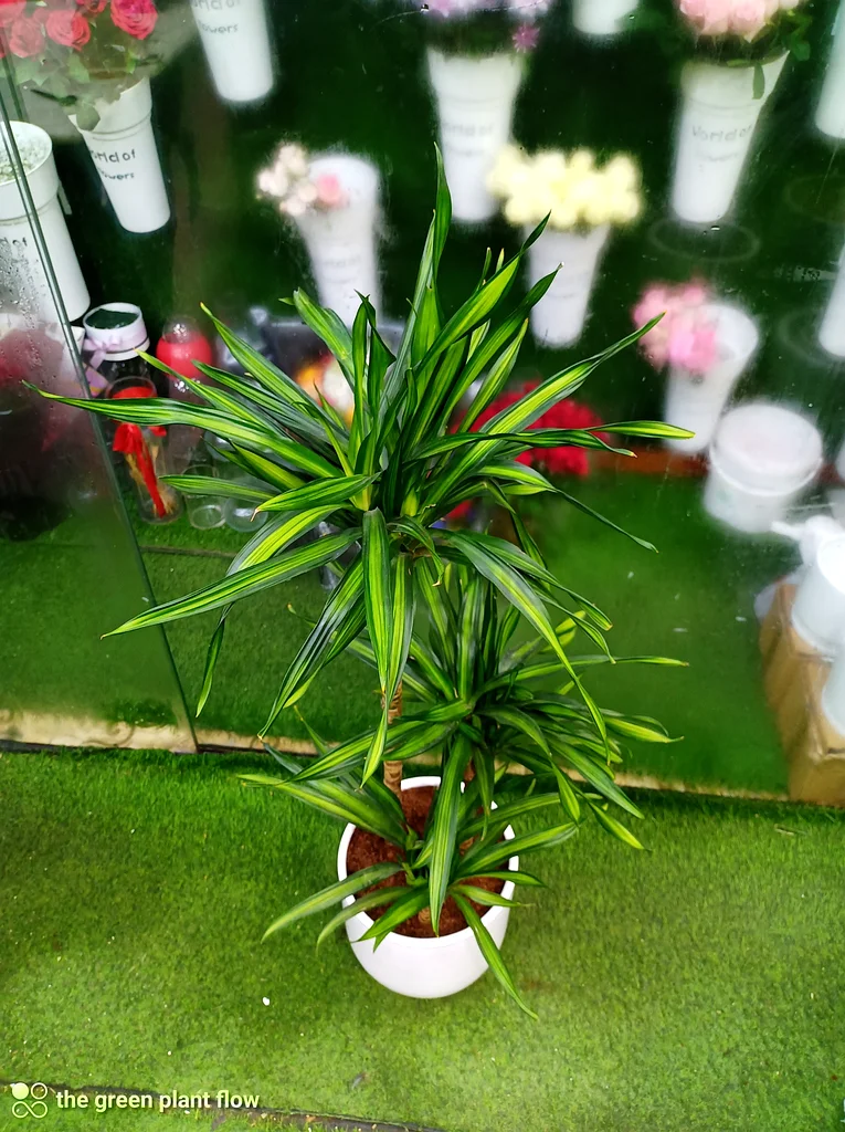 Dracaena plant63219824380034112