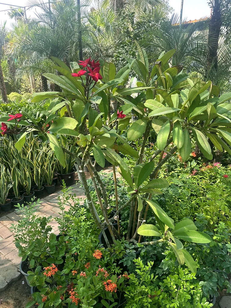 Plumeria Red Color ~ Big Size63189122022019111