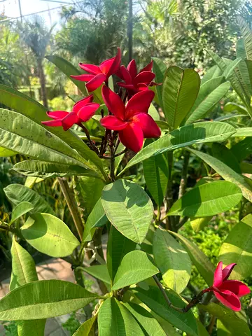 Plumeria Red Color ~ Big Size