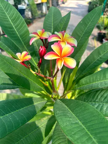 Plumeria Radish Orange