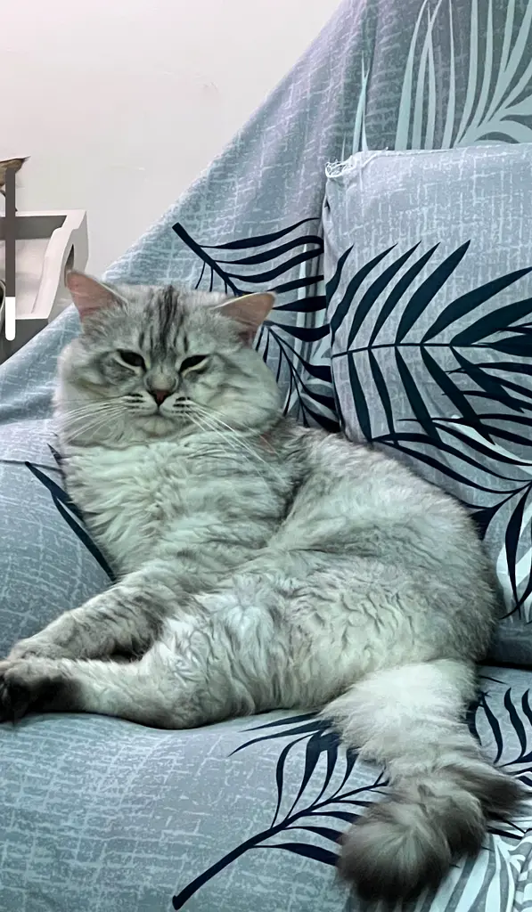 Cat for free adoption