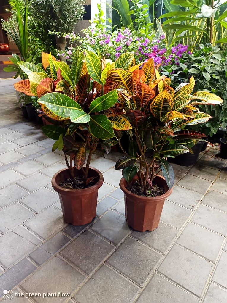 Croton outdoor plants63219824446338112