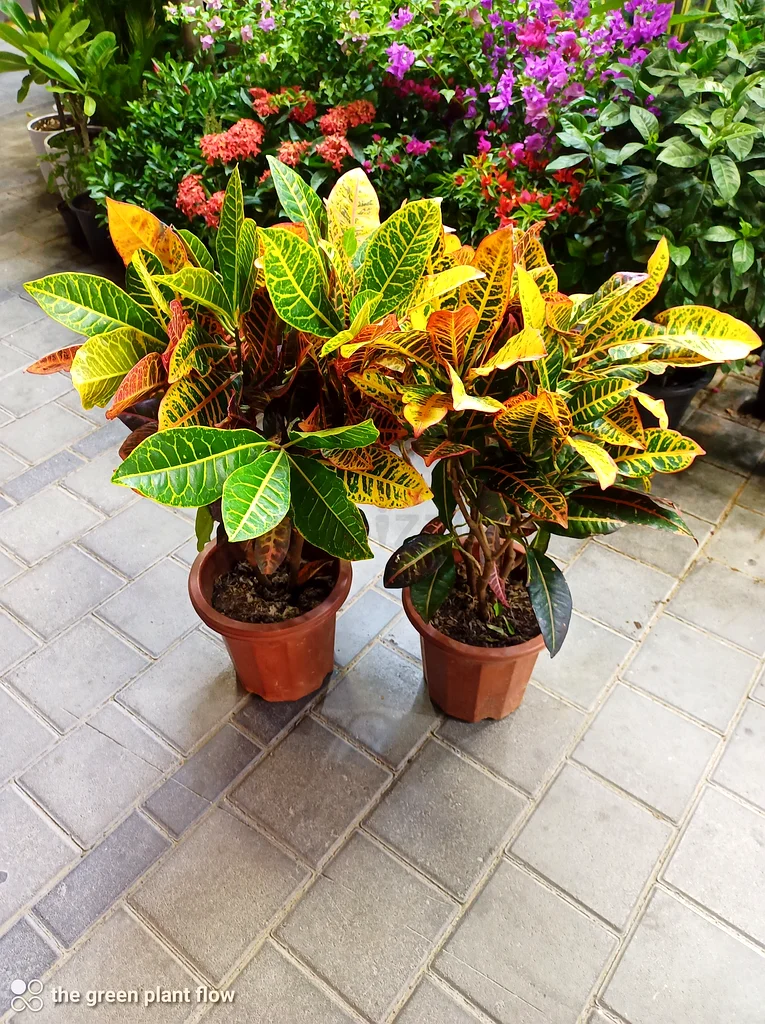 Croton outdoor plants63219824446338110