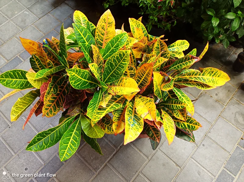 Croton outdoor plants63219824446338111