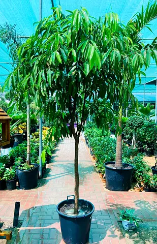 Ficus Amstel King ~ Outdoor Plant