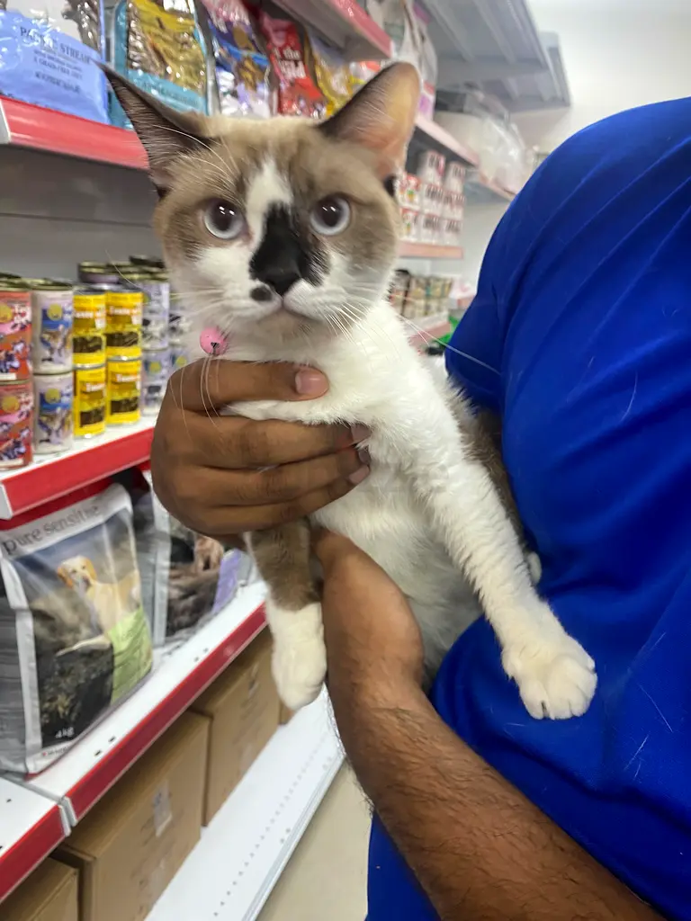 Beautiful sweet kitty free adoption