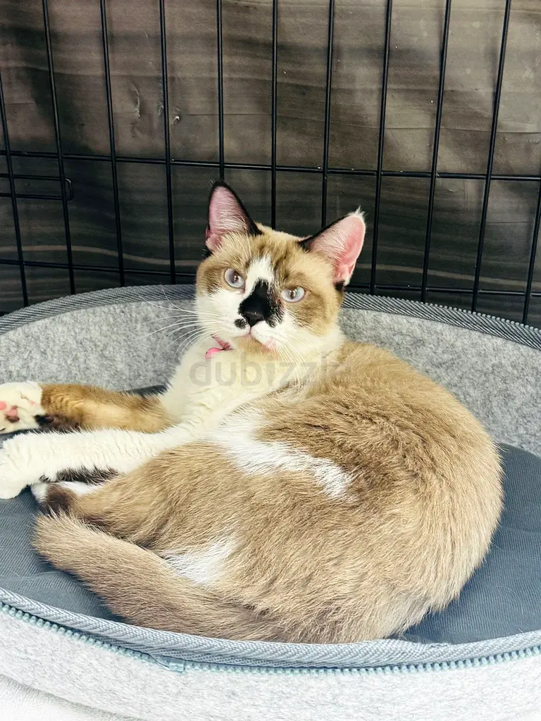 Beautiful sweet kitty free adoption