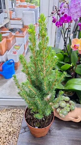 Lemon Cypress