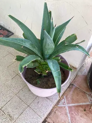 Plant