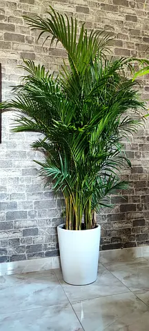 2 meter lush Areca palm in ceramic pot (Indoor Plant)