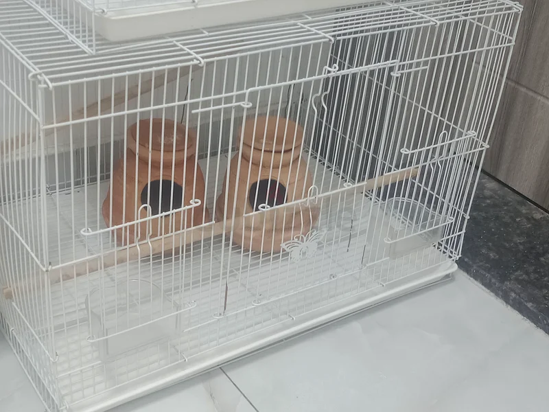 (Emergency sale)Perfect Breeding Cage Set - Ready to Go!63232650270211112