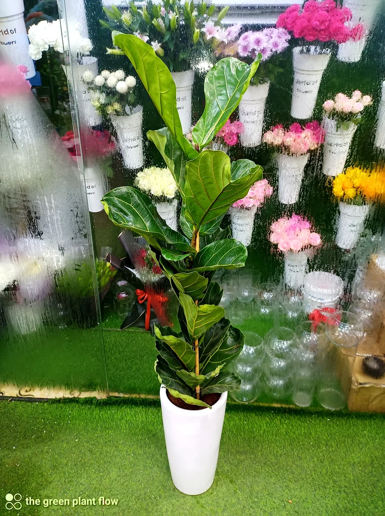 Fiddle leaf fig indoor plants63219824353025111