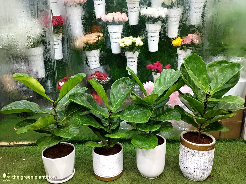 Fiddle leaf fig indoor plants63219824353025112