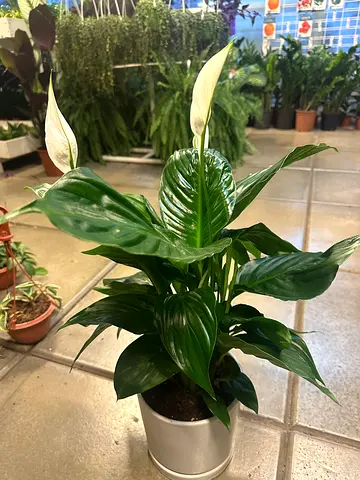 Peace Lilly with White Ceramic pot ~ 40/50 Cm