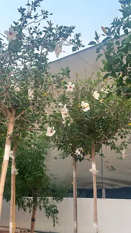 Hibiscus Tree with White Flowers / 200/250 cm Tall Tree