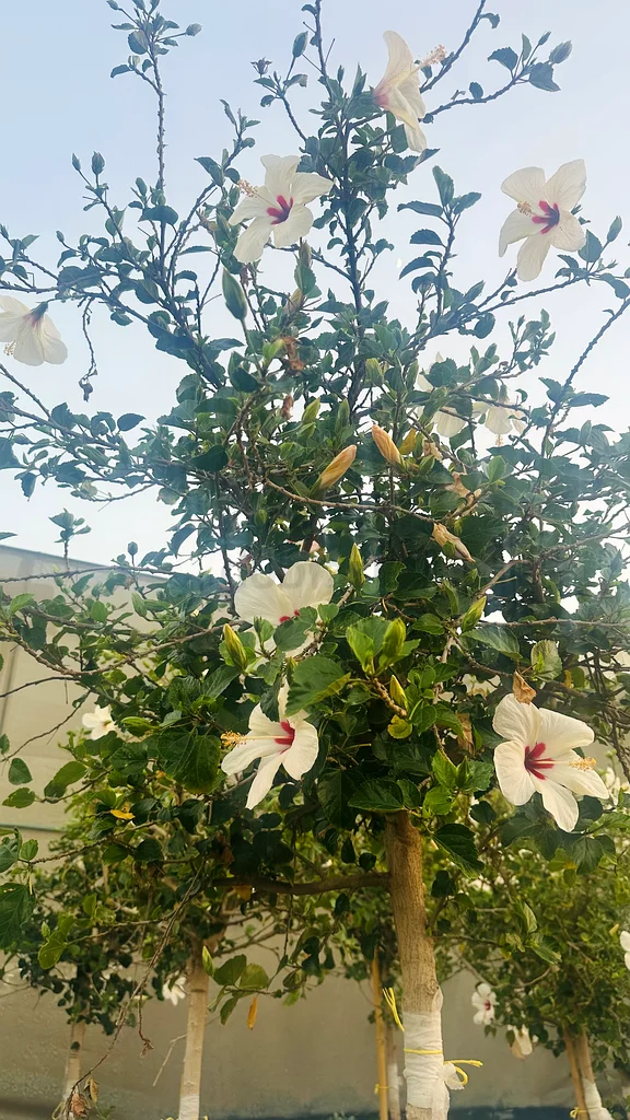 شجرة الكركديه ذات الأزهار البيضاء / ارتفاع 200/250 سم63189122039683113