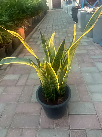 Snake plant | 40/50 cm