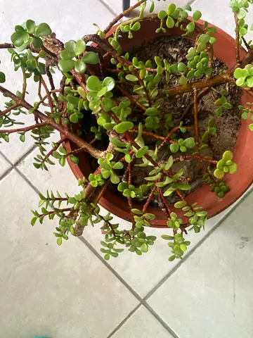 Plant