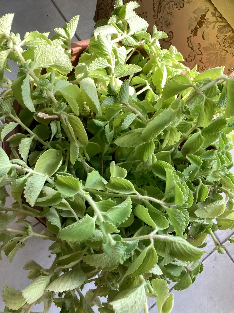 Plant63219824028417111