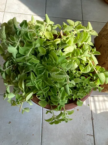 Plant