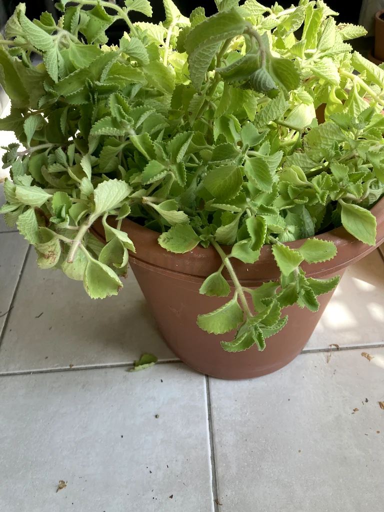 Plant63219824028417112