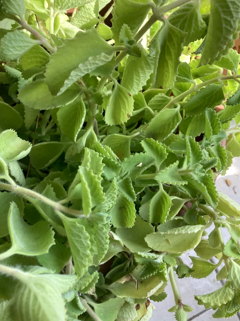 Plant63219824028417113