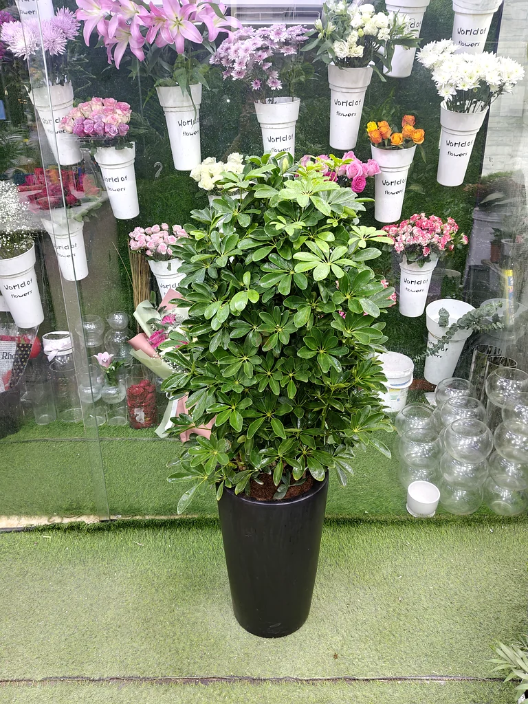 Schefflera known as umbrella tree indoor plants63219816593154111
