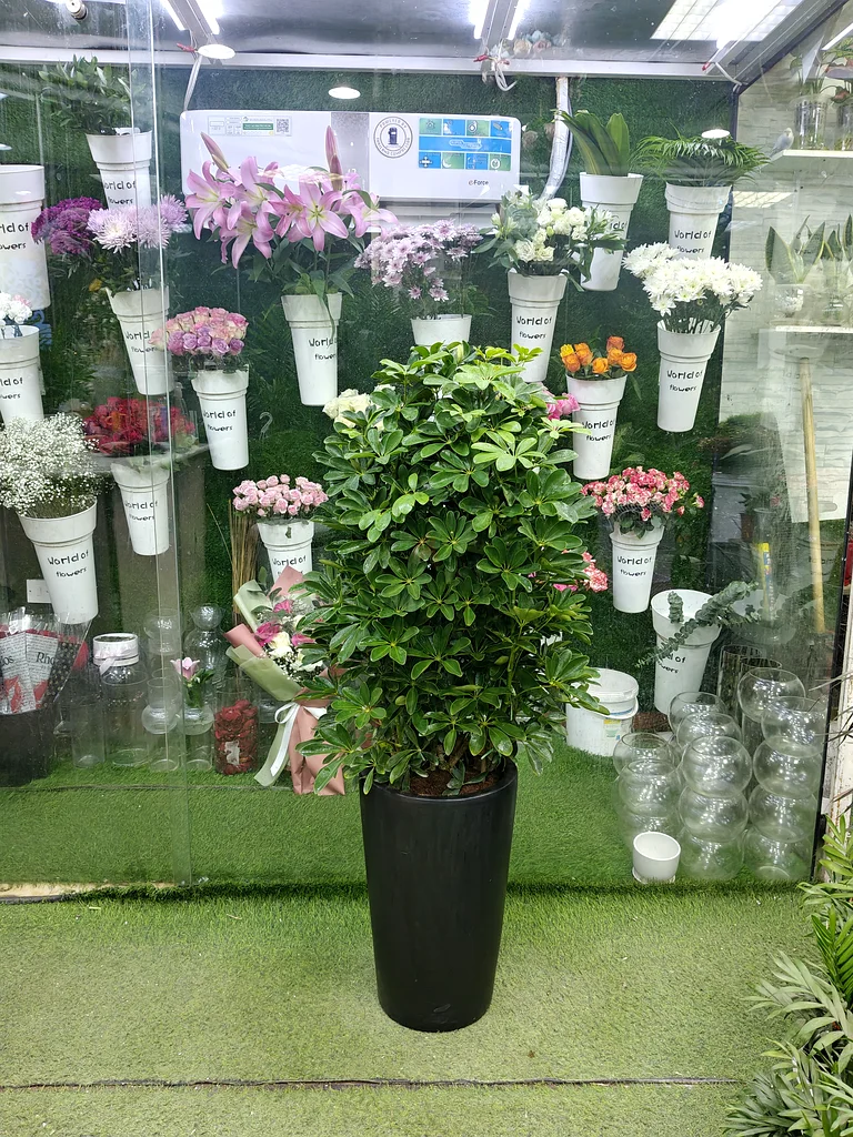 Schefflera known as umbrella tree indoor plants63219816593154110