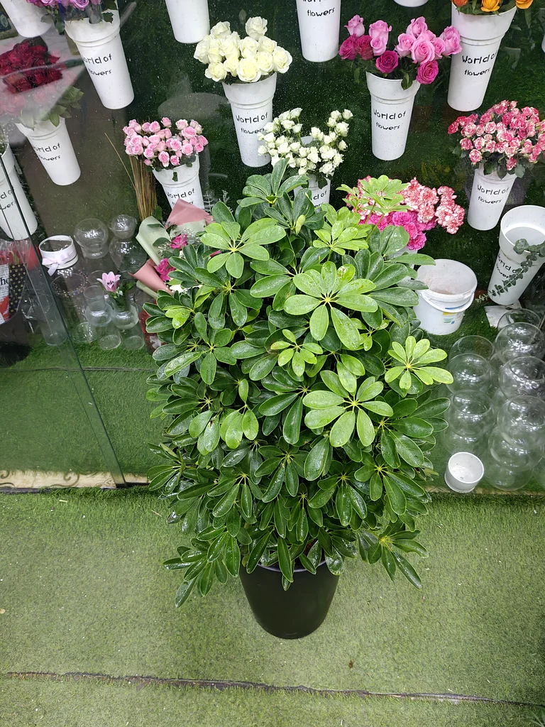 Schefflera known as umbrella tree indoor plants63219816593154112