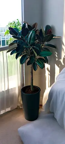 Rubber Plant in long ceramic pot (Indoor)