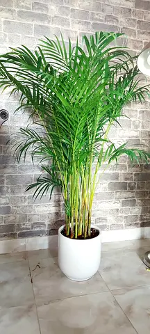 Areca palm in white ceramic pot (Indoor Plant)