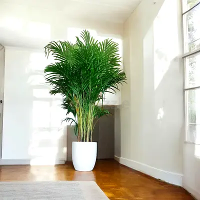 Areca palm 175 CM in ceramic pot (Indoor plant)