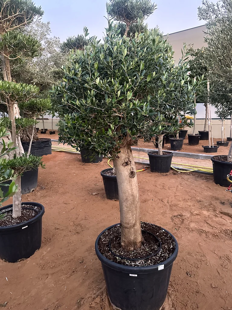 Olive Spanish Tree ~ 150/180cm63189626062209111