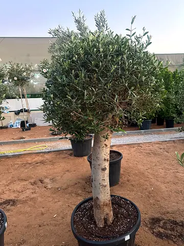 Olive Spainish Tree ~ 150/180cm