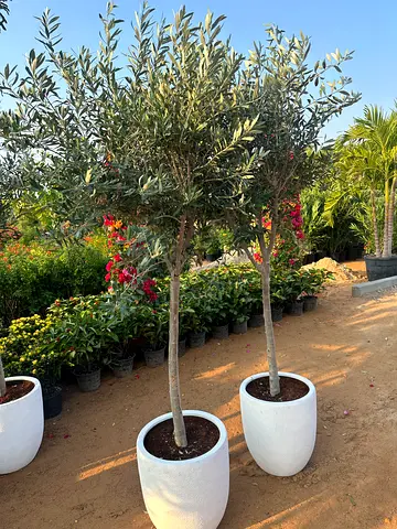 Olive Tree with Fiber Glass Pot ~ Spain