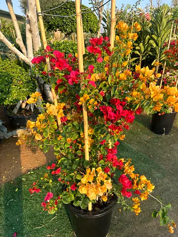 Bougainvillea ~ Multi Color