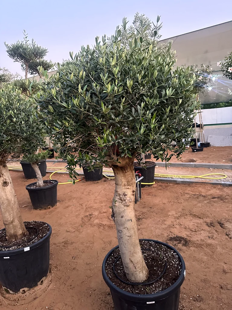 Olive Spanish Tree ~ 150/180cm63189626062209112