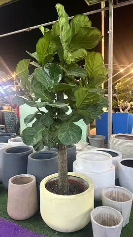 Ficus Lyrata ~ 160/180 cm ~ Indoor Tree