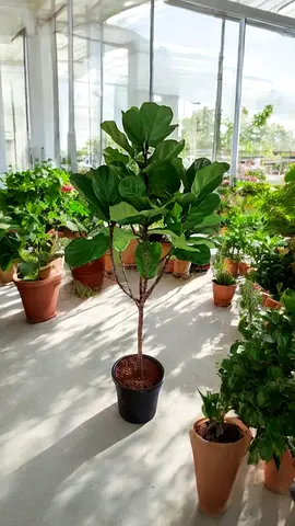 Fiddle leaf tree (Indoor plant)