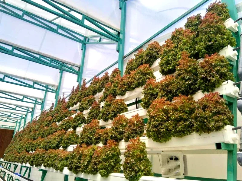 Greenhouse with hydroponics63258656639362113
