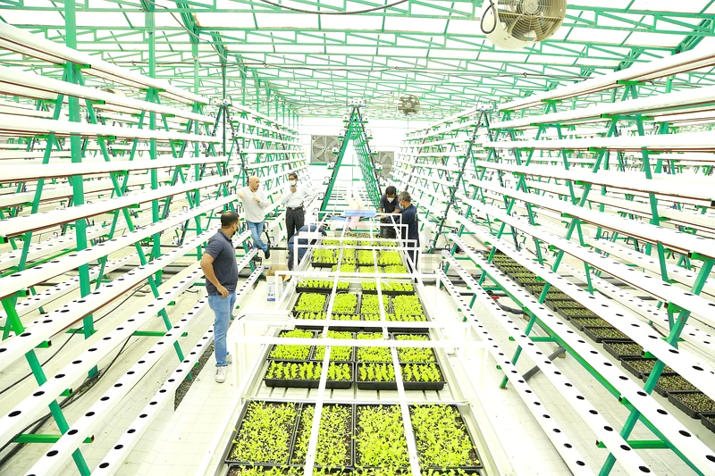 Greenhouse with hydroponics63258656639362112