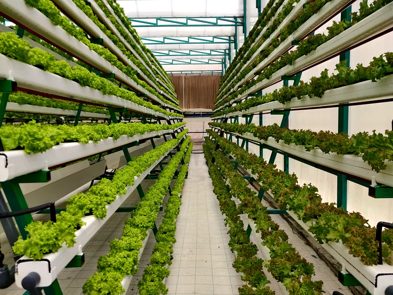 Greenhouse with hydroponics63258656639362115