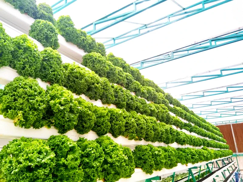 Greenhouse with hydroponics63258656639362111