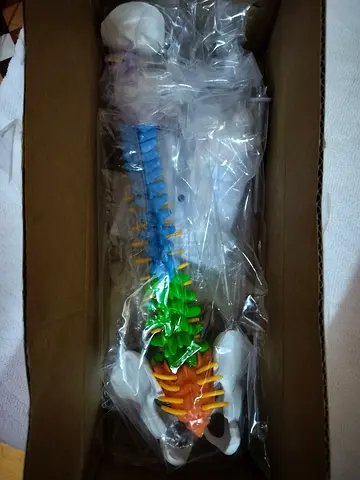 Plastic spinal cord