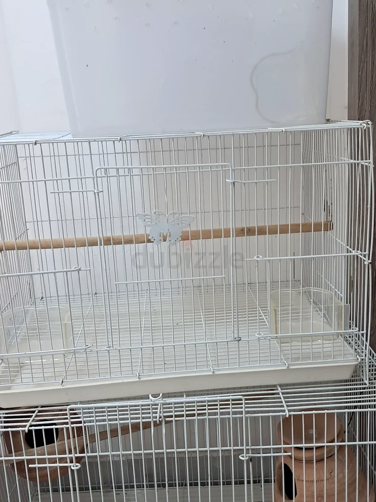 (Emergency sale)Perfect Breeding Cage Set - Ready to Go!63232650270211111
