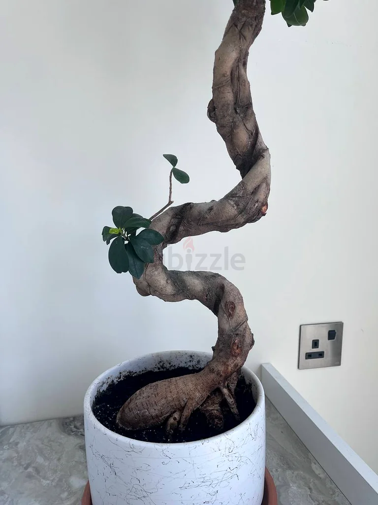 بونساي مستقر مصنوع من نبات التين الديك.63178906727682112