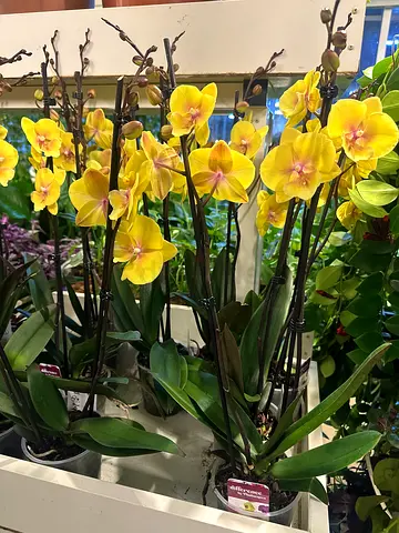 Orchid_