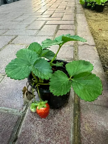 Strawberry_